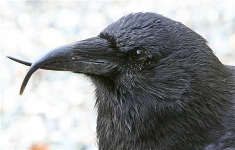 This Northwestern crow, spotted in Juneau, Alaska, is among those affected by avian keratin disorder.